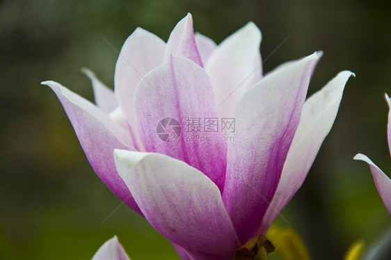 花朵直流电玉兰百合紫红色植物群紫色阳光植物学场地植物图片