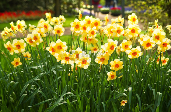 春天公园的黄水仙子图片