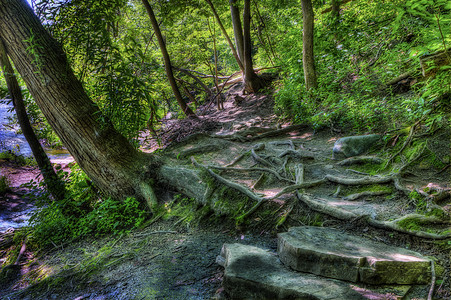 森林路径的人类发展报告水平场地叶子天空树叶植物群草地风景荒野活力图片