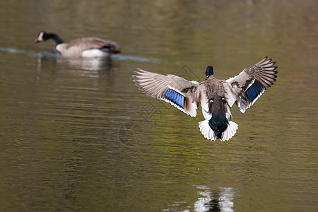 马里马勒德在飞行中公园翅膀羽毛鸭子野生动物沼泽男性图片