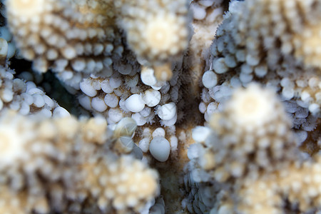 红海发现的珊瑚质地异国潜水蓝色生活海洋盐水热带情调图片