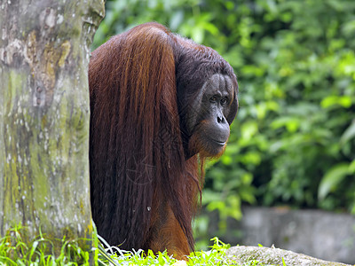婆罗洲奥兰古人野生动物动物橙子猩猩原始人灵长类中心濒危丛林荒野图片