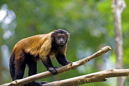 布朗卡普钦猴热带棕色丛林簇绒动物荒野卷尾灵长类野生动物哺乳动物图片