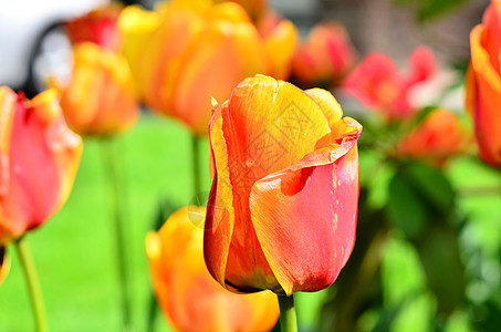 黄色郁金香花园绿色粉色图片