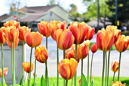 黄色郁金香花园粉色绿色图片