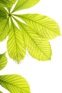 新鲜栗叶植物学植物群白色树木绿色板栗植被环境季节生长图片
