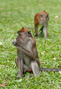 黑猴灵长类野生动物猕猴荒野动物哺乳动物毛皮图片