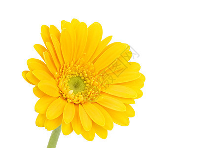 黄雪贝拉菊花花园白色水平宏观植物雏菊黄色花瓣格柏花冠图片