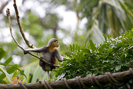 红色防晒度濒危荒野哺乳动物叶猴绿色野生动物森林丛林婴儿少年图片
