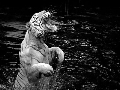 白老虎濒危荒野胡须野生动物猫科捕食者情调危害危险动物图片