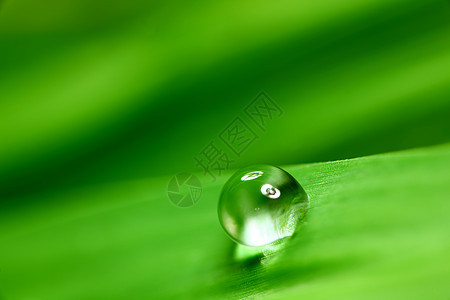 大水滴液体宏观背景环境树叶气候阳光刀刃草地生长图片