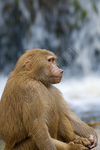 巴布岩石毛皮哺乳动物公园灵长类棕色国家瀑布荒野猿猴图片