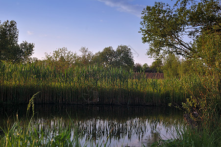 宁静的夏季河全景荷花反射植物群香蒲水坑花园叶子钓鱼场景图片