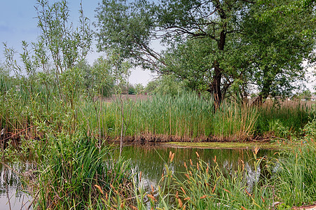 宁静的夏季河荷花场景池塘叶子全景反射植物群公园水坑甘蔗背景图片