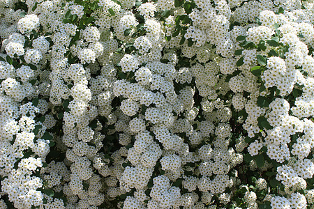 白花花花瓣植物学框架叶子阳光枝条摄影植物墙纸季节图片