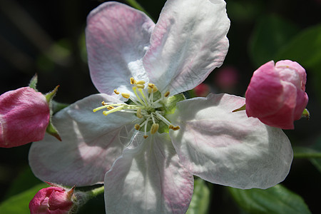 苹果花季节阳光摄影植物植物学框架叶子生活枝条花瓣图片