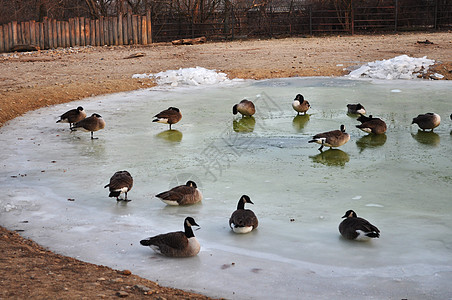 鸭子在泉池中图片