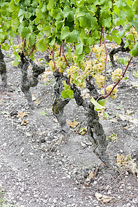 葡萄园中的白葡萄 法国阿quitaine植被收成地区植物水果栽培外观酒业藤蔓葡萄图片
