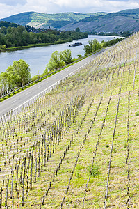 Mulheim附近 Mosselle山谷 莱茵兰法尔茨 Germ旅行植被外观栽培植物葡萄酒业国家葡萄园农村图片