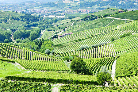 意大利皮埃蒙特附近的维内亚尔国家植被风景位置外观农村旅行葡萄酒业农业图片