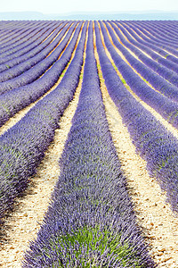 法国普罗旺斯 巴伦索瓦伦索高原植物旅行场地风景种植园紫色植物群位置农业植被图片