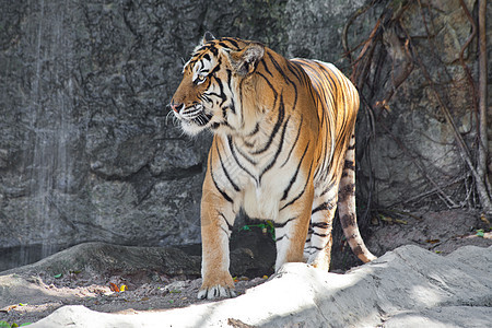 动物园里的西伯利亚虎动物野生动物身体猫科动物食肉危险濒危老虎哺乳动物条纹图片