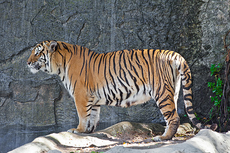动物园里的西伯利亚虎条纹荒野濒危动物豹属眼睛老虎危险黄色橙子图片