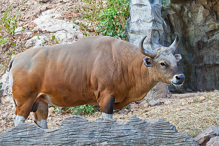 Banteng 或红牛热带哺乳动物奶牛荒野肌肉动物园动物群喇叭休息红色图片