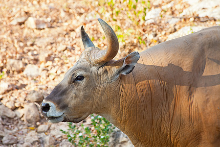 Banteng 或红牛红色动物群哺乳动物奶牛动物园休息荒野喇叭肌肉棕色图片