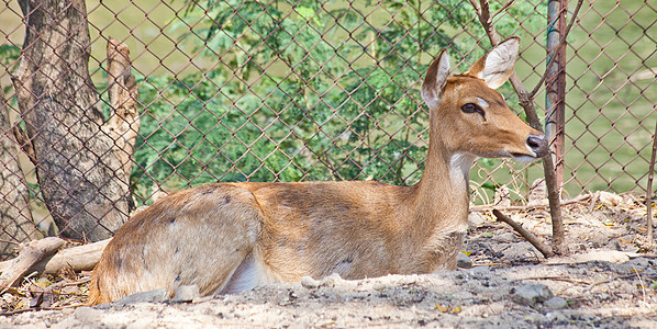 麋鹿草地野生动物猎人棕色眼睛场地动物园鹿角哺乳动物手表图片