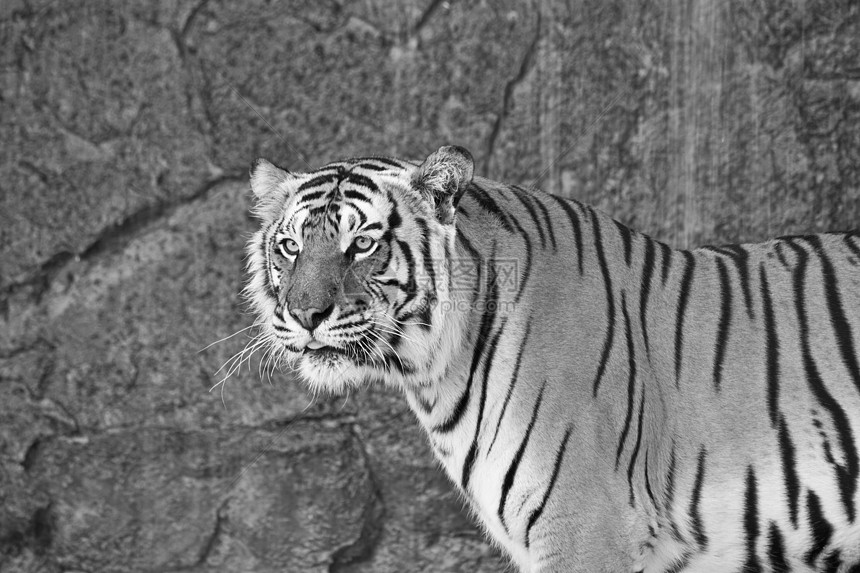 特写西伯利亚虎 在黑白动物园图片