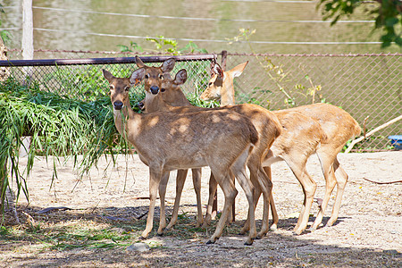 麋鹿手表野生动物动物园哺乳动物眼睛猎人场地草地棕色鹿角图片