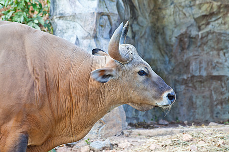 Banteng 或红牛红色哺乳动物休息肌肉野生动物动物群荒野喇叭热带棕色图片