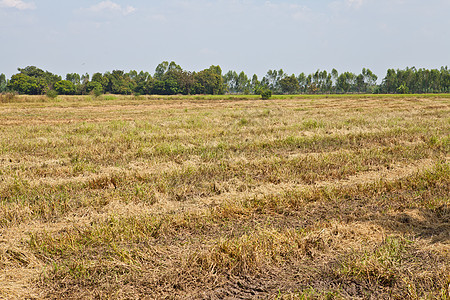 泰国的制米稻田种子种植园宏观粮食乡村农场农田食物主食耳朵图片