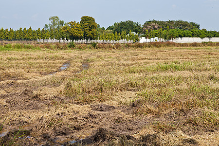 泰国的制米稻田叶子生长农场场地主食收成宏观耳朵绿色种子图片