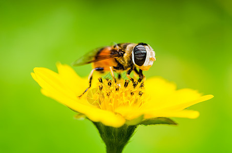 果果文件或鲜花绿色性质的宏动物学条纹宏观野生动物昆虫蜜蜂黄色苍蝇翅膀图片