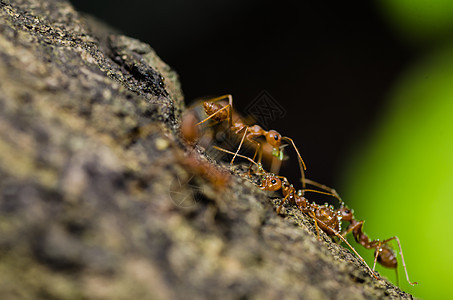 绿色性质的红色 ant 宏生物漏洞野生动物橙子蚂蚁工人宏观损害水平昆虫图片