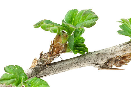 鹅莓醋栗叶子水果植物学浆果植物食物白色图片