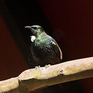 新西兰鸟类图伊地方环境组织账单羽毛动物群翅膀野生动物猕猴桃动物情调假肢尾巴图片