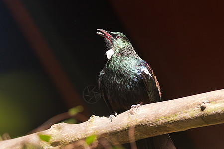 新西兰鸟类图伊地方环境组织野生动物科学尾巴簇绒假肢猕猴桃账单眼睛动物蜜鸟图片