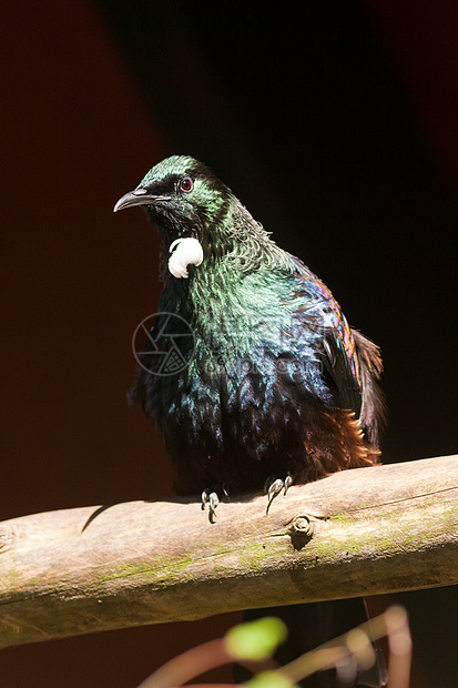 新西兰鸟类图伊地方环境组织账单尾巴翅膀眼睛牧师科学晴天阳光脖子异国图片