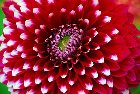 Dahlia 花朵花瓣大丽花花园白色图片