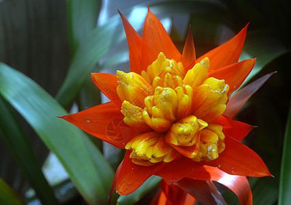 黄色橙色花朵植物花环橙子植物群花园园艺图片