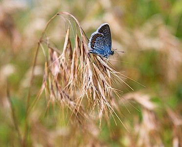 蝴蝶动物棕色蓝色翅膀动物群昆虫绿色生活图片