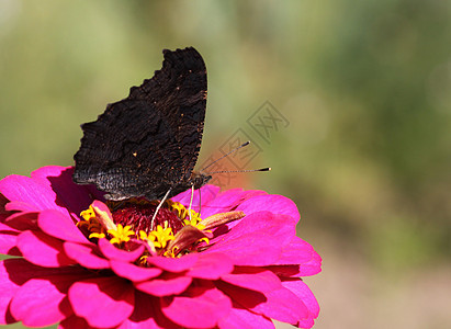 花上蝴蝶植物群动物群昆虫绿色黑色翅膀动物孔雀宏观图片