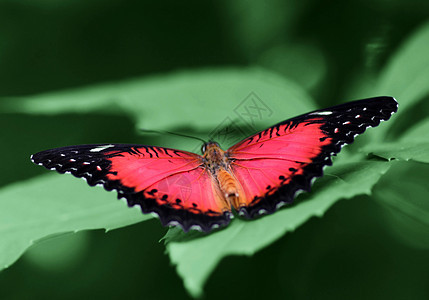 蝴蝶红花草蛉环境热带叶子翅膀昆虫植物动物红色绿色图片