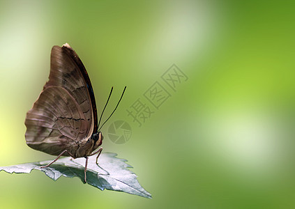 蝴蝶动物群翅膀棕色昆虫动物环境热带叶子绿色图片
