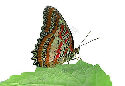 蝴蝶红花动物昆虫红色草蛉绿色动物群环境白色翅膀植物背景图片