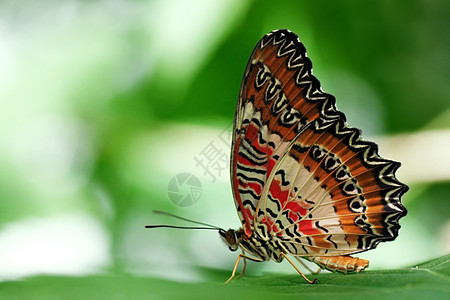 蝴蝶在叶子上白色动物群绿色昆虫动物翅膀红色植物草蛉环境图片