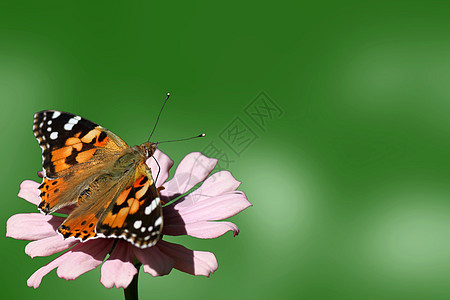 花上蝴蝶翅膀女士绿色植物群环境动物群粉色昆虫图片